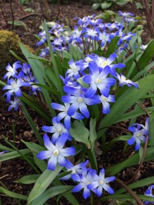Chionodoxa luciliae 'Blue Giant'