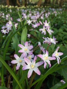 Chionodoxa 'Pink Giant' (glory-of-the-snow)