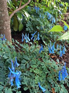 Corydalis flexuosa 'China Blue'