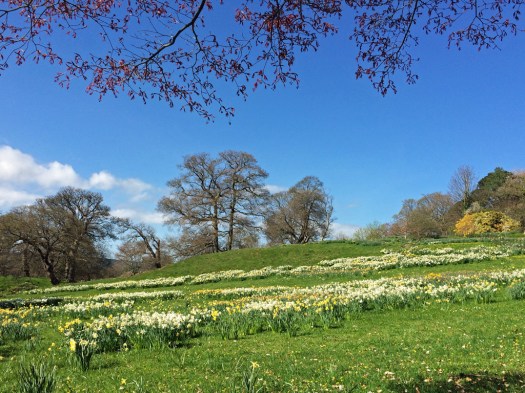 Field of daffodils