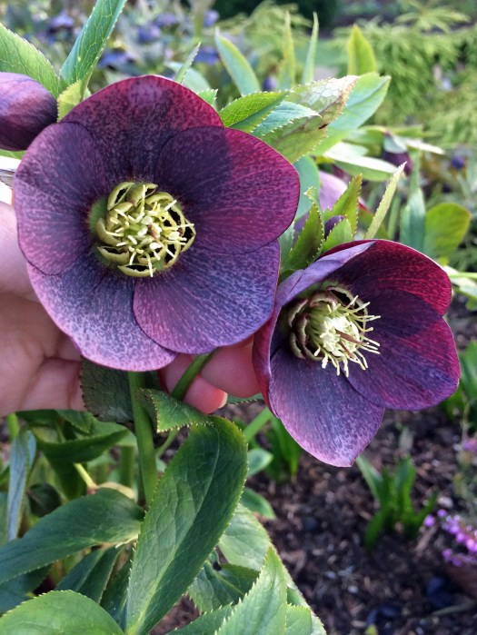 Dark Spotted Hellebore