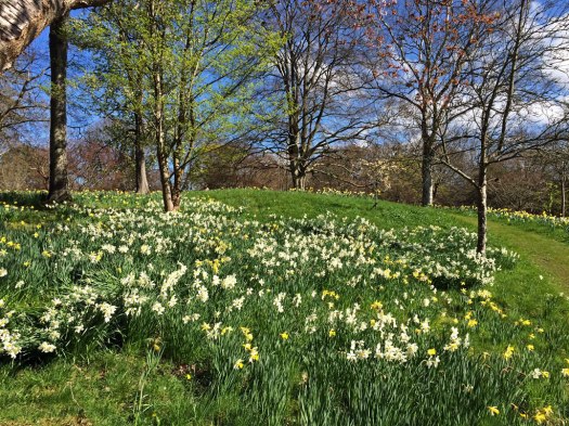 Field of daffodils