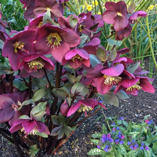 Helleborus 'Anna's Red'