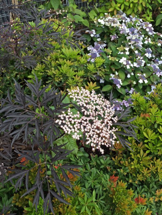 Tapestry Effect Plants