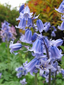 Bluebells at Dorothy Clive Garden