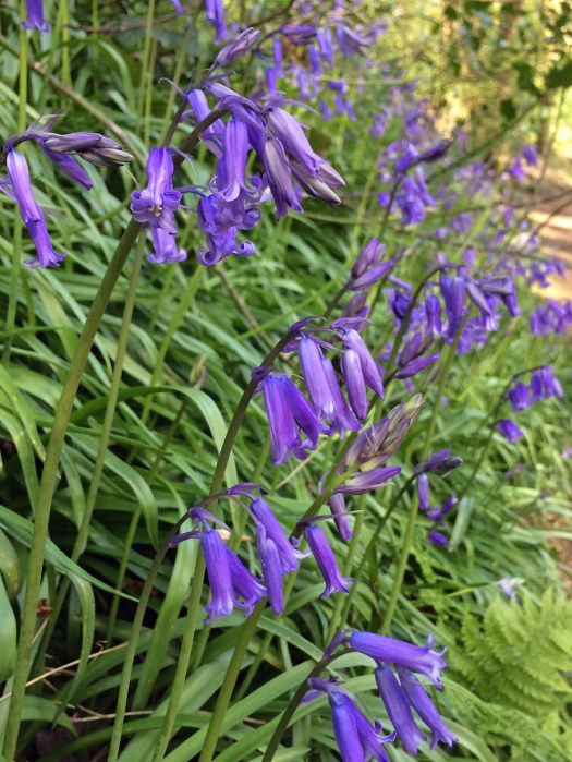 Bluebells at Sunnyhurst Wood