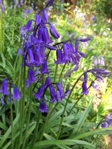 English Bluebells at Sunnyhurst Wood