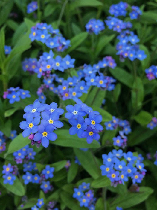 Forget-me-not