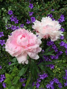 Peonies with a campanula backdrop
