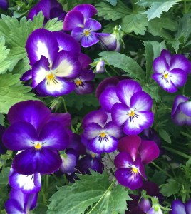 Purple Pansies