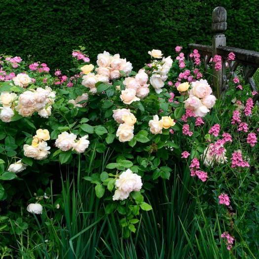 Rosa 'Wollerton Old Hall'