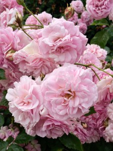 Shrub rose