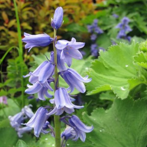 Spanish bluebell in a garden