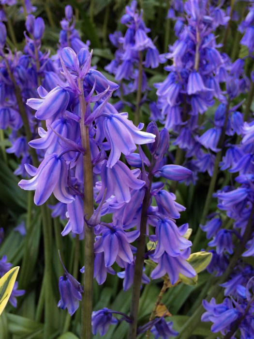 Spanish bluebells at dusk
