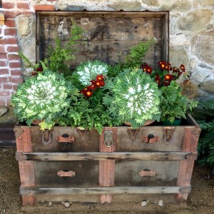 Treasure chest of plants