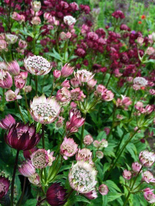 Astrantia mixed colours