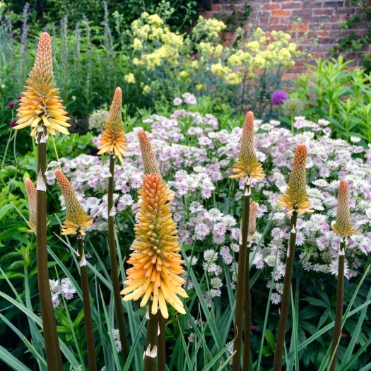 Astrantia with Knifophia
