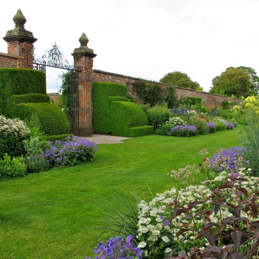 Astrantias at Arley Hall