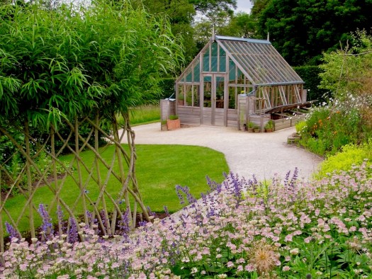 Astrantias at Harlow Carr