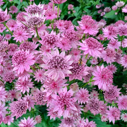 Pink astrantia