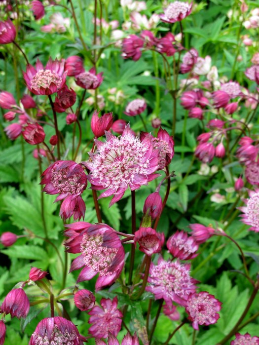 Red astrantia
