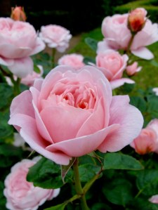 Rosa Queen of Sweden