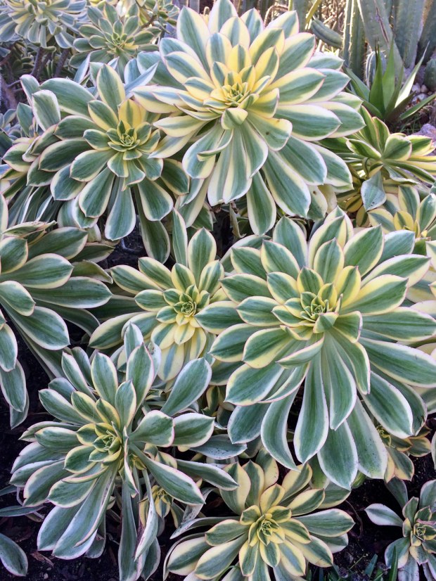Aeonium 'Sunburst' And A More Menacing Variegated Succulent  Susan Rushton