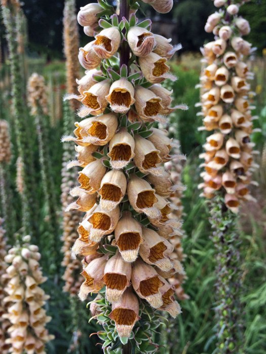 Digitalis ferruginea (rusty foxglove)