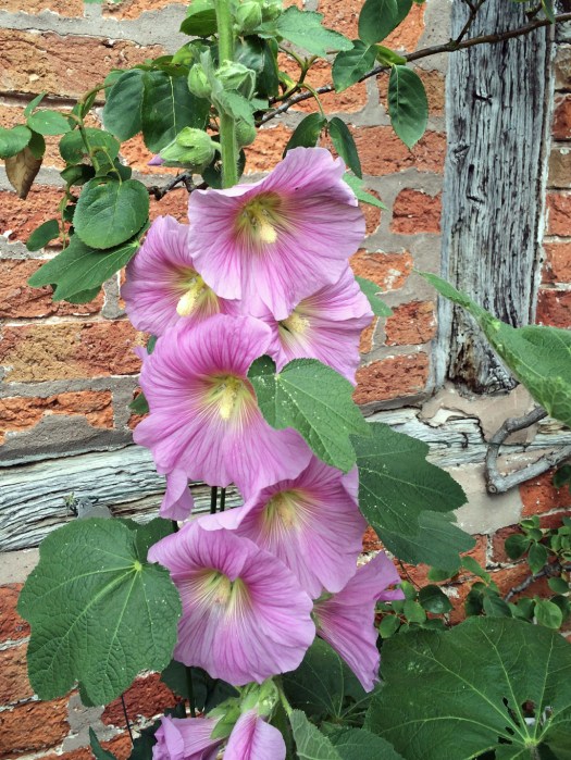 Pink hollyhocks against a timber framed wall