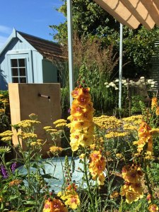 Verbascum 'Clementine'