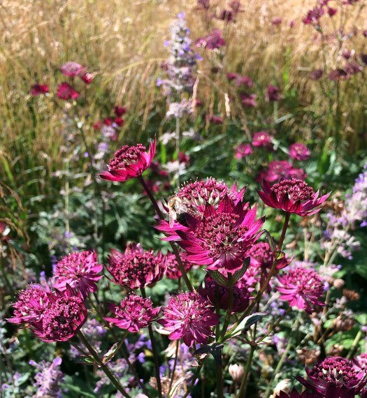 Astrantia at Scampston Hall Gardens