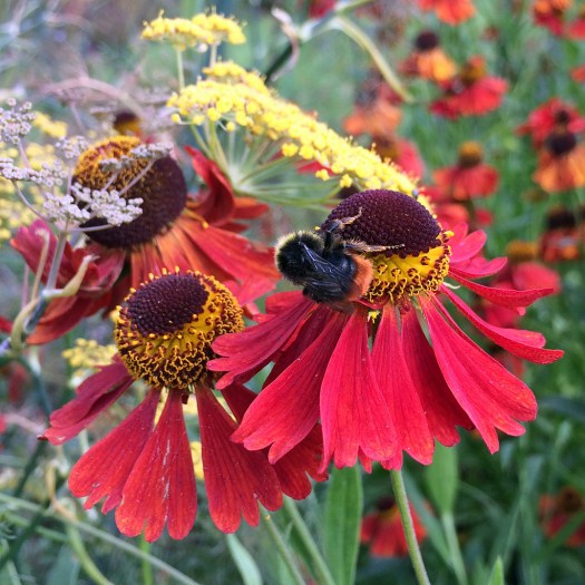 Bee on helenium