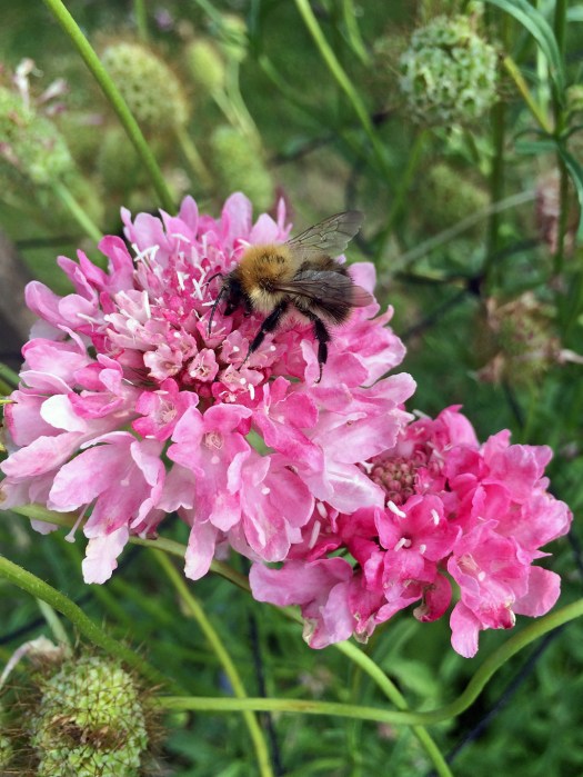 Bee on pink scabious