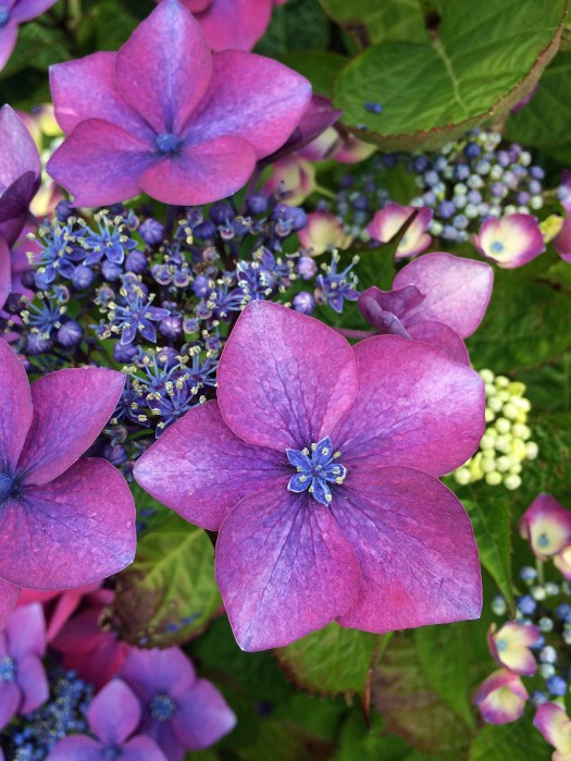 Hydrangea flower in a flower