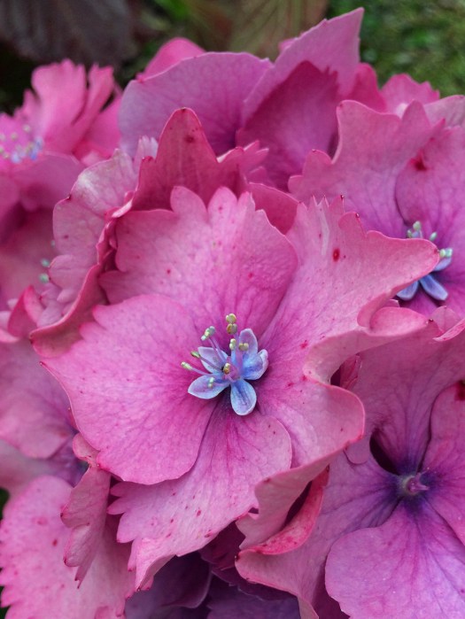 Hydrangea flower