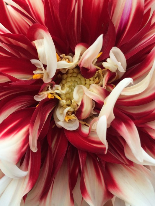 Red and white dahlia