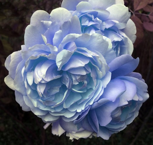 A digitally modified rose, turned blue