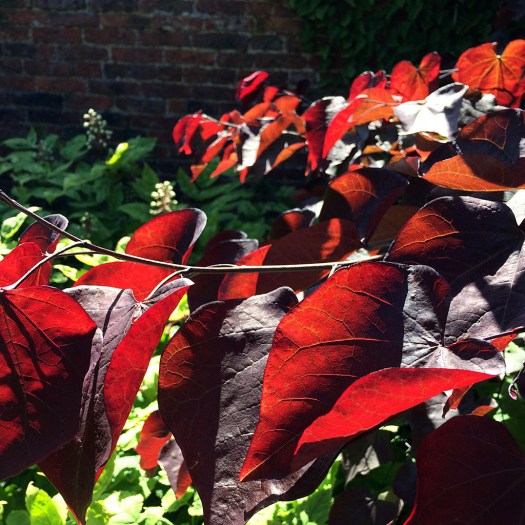 Leaves reflecting light and shade
