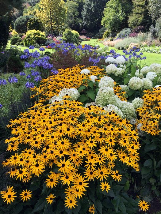 A border of flowers in full bloom