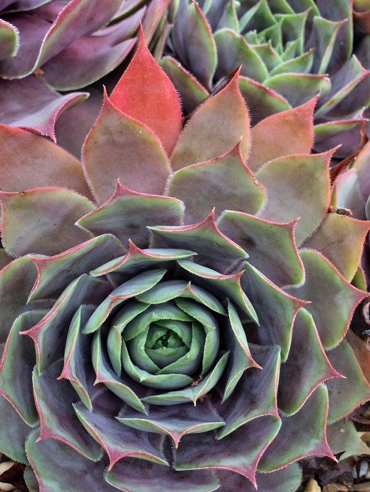 A closeup of Sempervivum 'Lady Kelly'