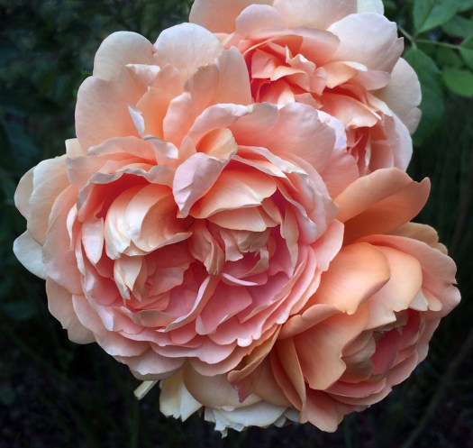 A digitally modified rose, turned orange