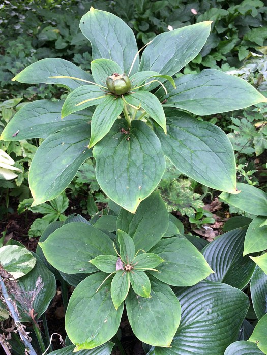 Paris plants in late summer