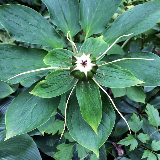 Paris with seed capsule