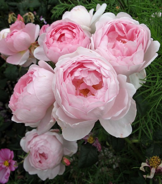 Shabby chic roses - pink as nature intended