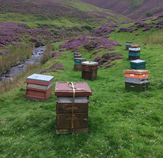 Wooden beehives in Scottish heather with a stream running by