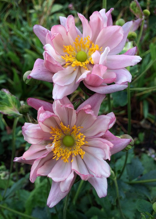 A dusky pink, double flowered anemone