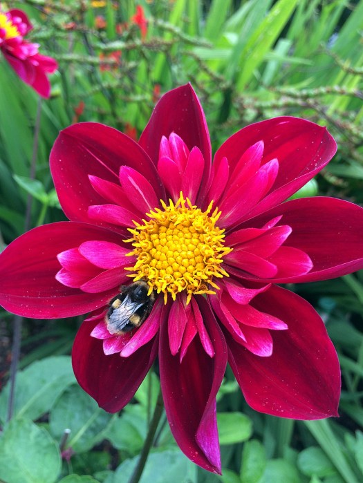 Bee resting on a fancy red dahlia