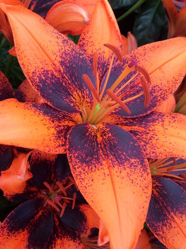 Two Orange Lilies: Double Tiger Lily and Lilium 'Orange Art'  Susan Rushton