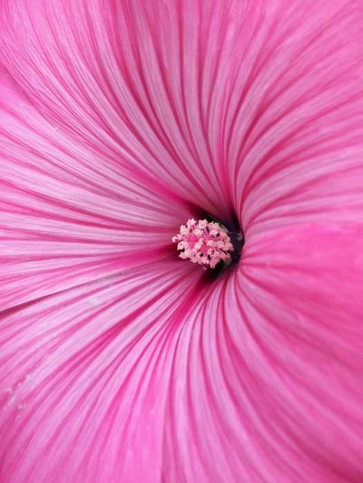 Close up of the centre of a pink mallow