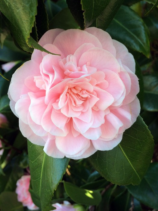 Pink camellia